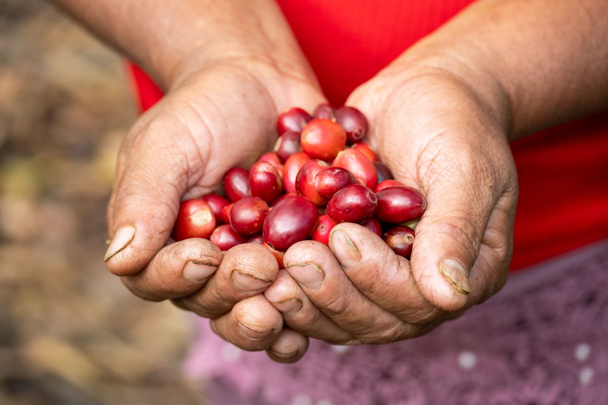Picked coffee cherries