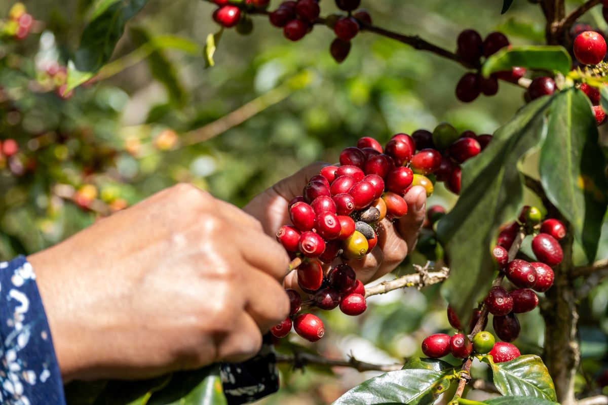 Coffee farmer with ripe cherries
