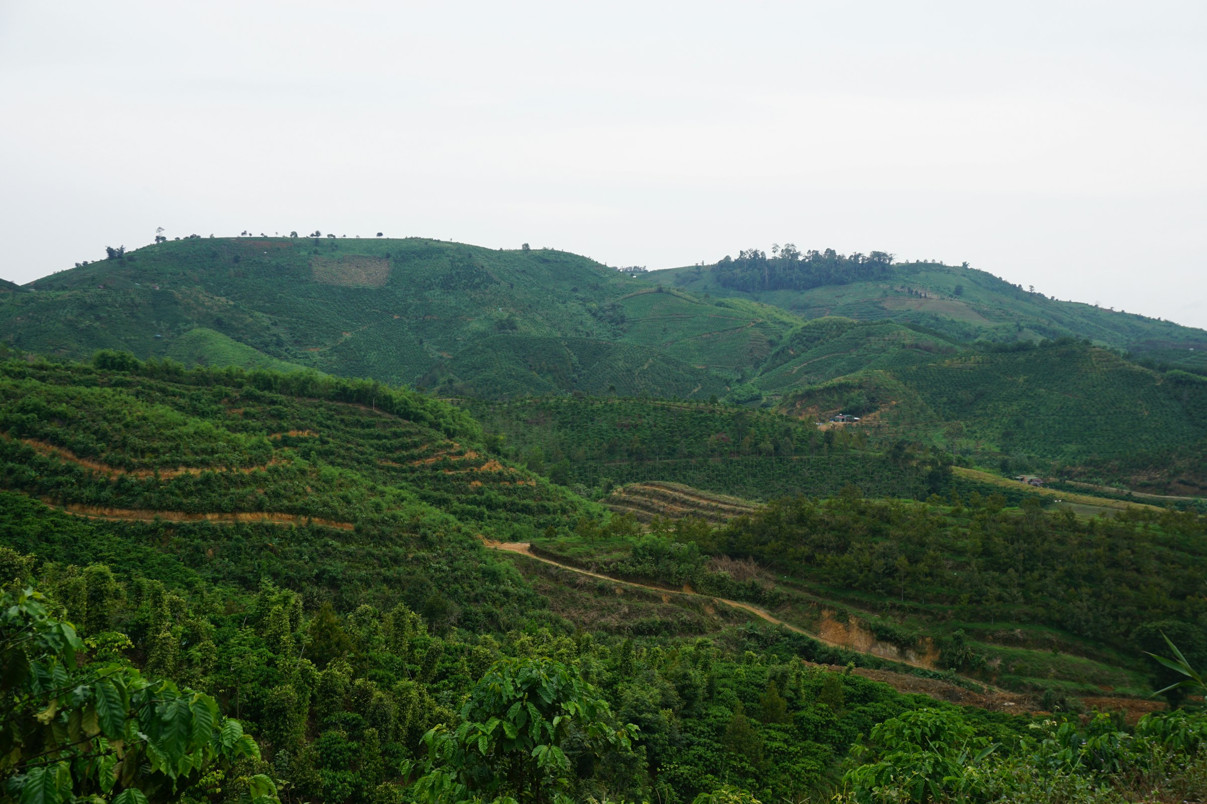 Indonesian coffee plantation